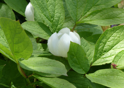 2020-05-09 Paeonia obovata japonica-Typ 2.jpg