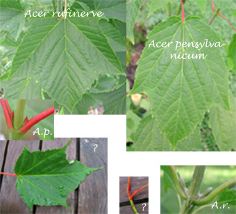 acer_mix.jpg