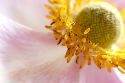 Anemonenspielerei-3.jpg