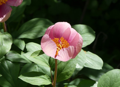 2020-05-09 Paeonia daurica 1.jpg