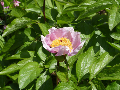 2020-05-09 Paeonia lactiflora 1.jpg