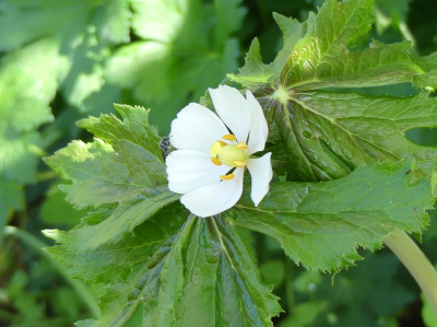 2020-05-09 Podophyllum hexandrum 2.jpg