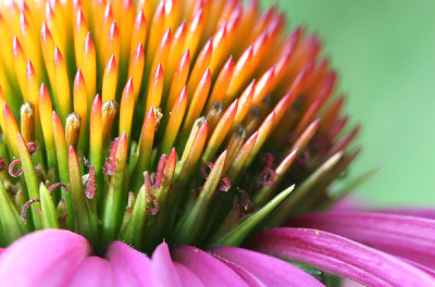 Echinacea-Makro.jpg