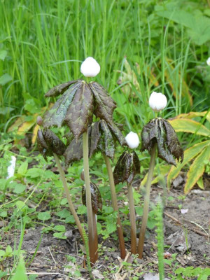 2020-05-09 Podophyllum hexandrum 3.jpg