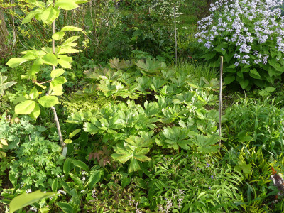 2020-05-09 Podophyllum peltatum 2.jpg