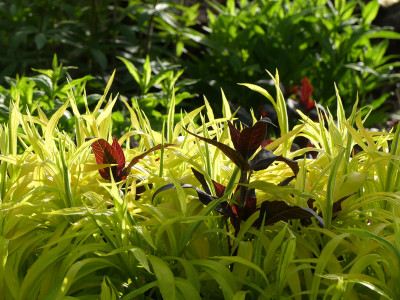 2020-05-09 Gartenimpressionen 1.jpg