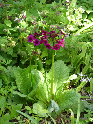 2020-05-09 Primula japonica.jpg