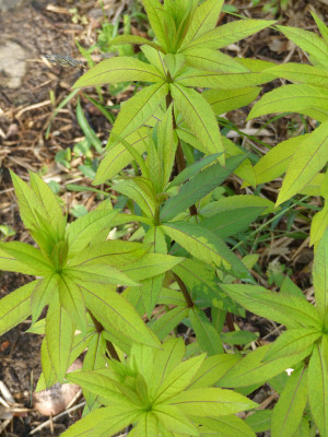 2020-05-09 Veronicastrum 'Goldie' 2.jpg