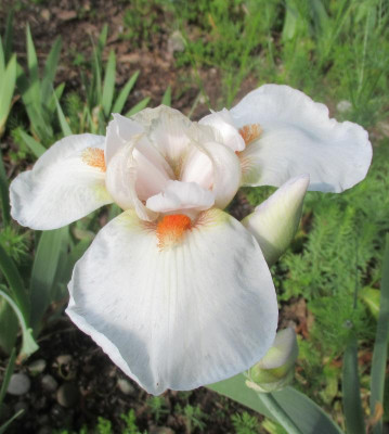 Frost And Flame mit Kopfweh.JPG
