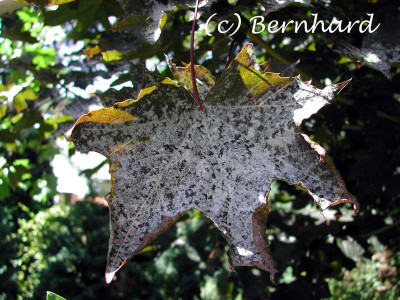 acer_platanoides_farina_mam.jpg