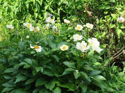 Paeonia Macrophylla 'Chalice' [FfM] P5120061.JPG