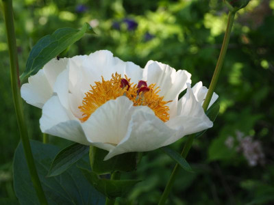 Paeonia Macrophylla FfM vielleicht Chalice  P5050250.JPG