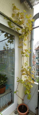 P1030986_stitch_klein.jpg
