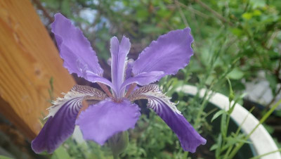 Iris_OH2020_02.JPG