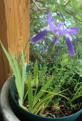 Iris_OH2020.JPG