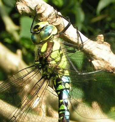 Aeshna_cyanea_-_Blaugruene_Mosaikjungfer_m08.jpg