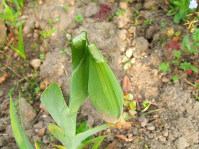 2020_021010Mai0117.JPG