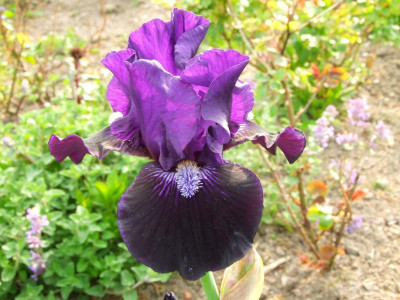 2020_021010Mai0124.JPG