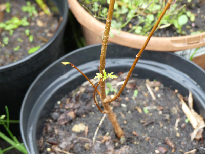 2020-05-10 Acer pentaphyllum.jpg
