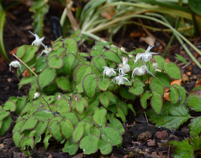 Epimedium-BronzeTrims.20-1.jpg