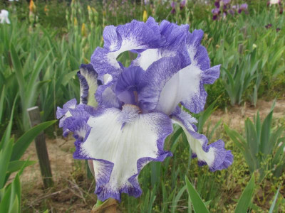 TB Blue Petticoats.JPG
