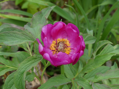 2020-05-10 Paeonia 1.jpg