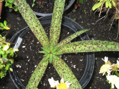 IMG_2677e.jpg_Eucomis_van_der_Merwei.jpg