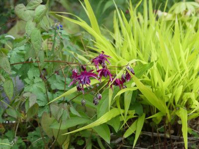 2020-05-10 Epimedium 'Korin'.jpg