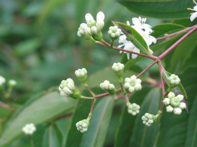 IMG_2713a.jpg_Heptacodium.jpg