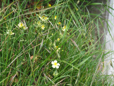 Heilianthemum x sulphureum P5100064.JPG