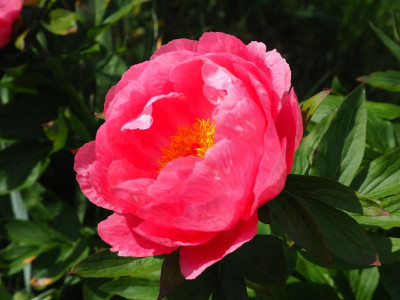 Cytherea 1953 A.P. Saunders P5100048.JPG
