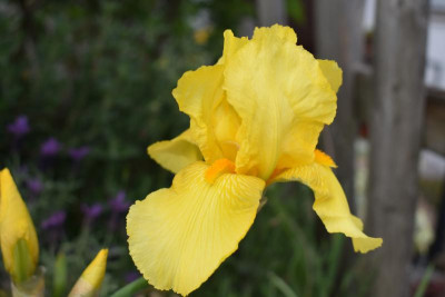 mediterrane blüten 004.JPG