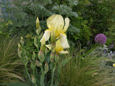 Iris_flavescens.jpg