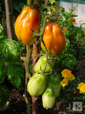 San-Marzano-2.jpg