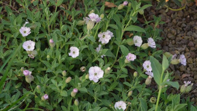 Silene_uniflora-Compacta.20-1.jpg