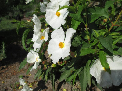 02 Cistus x laxus 'Snow White' 20200510_02.jpg