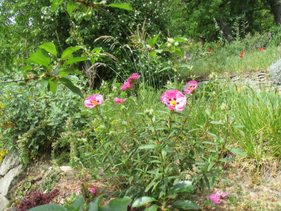 04 Cistus x purpureus 20200510_01.jpg