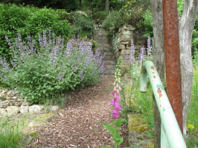 05 Salvia Treppe 20200509.jpg