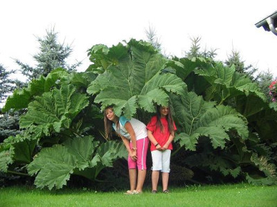 Gunnera_5.JPG