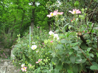 06 Cistus Treppe.jpg