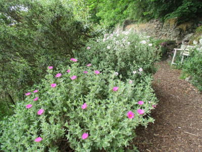 07 Cistus 20200509_01.jpg