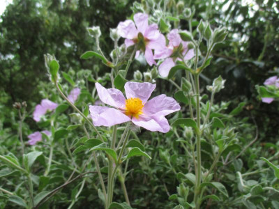 08 Cistus creticus 20200509_03.jpg