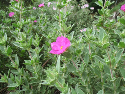 09 Cistus x pulverulentus20200509_01.jpg