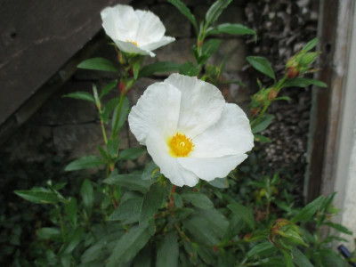 10 Cistus Sämling 20200509_02.jpg