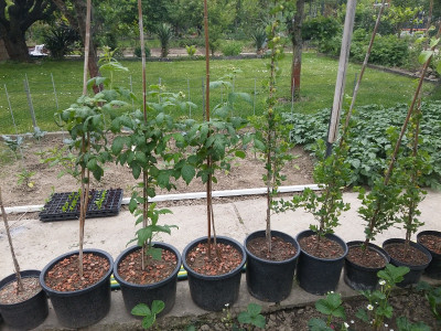 Kübelbeeren.jpg