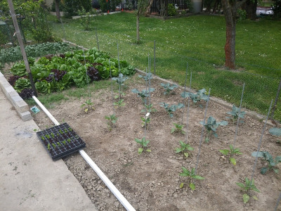 Paprika 200509.jpg