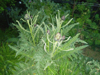 Artischocke200509.jpg