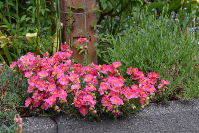 Helianthemum-RaspberryRipple.20-1.jpg