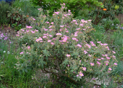 cistus-Grayswood_Pink.20-2.jpg