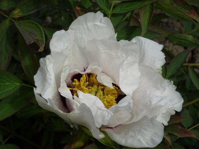 DSC09865-1.JPG